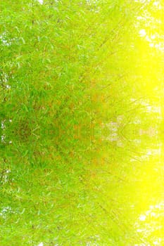 Green and Yellow Bamboo