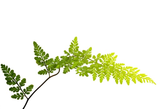 green leaf isolated on a white background