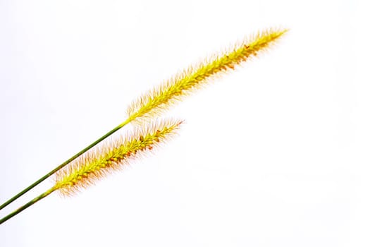 grass isolated on white background