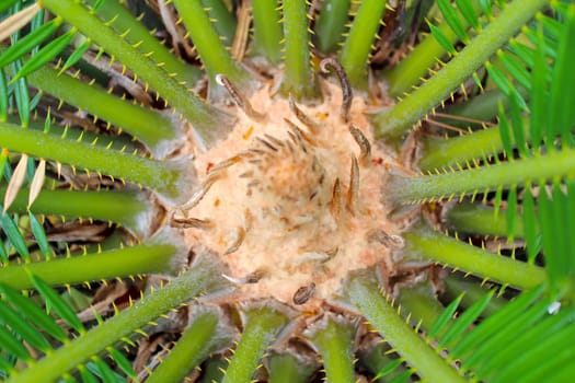 Green palm tree