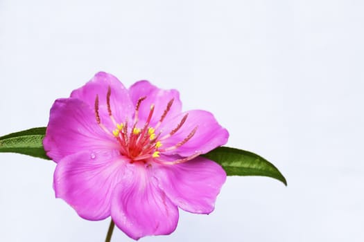 Pink  flower