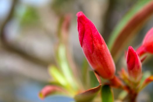 beautiful pink flowers in the garden