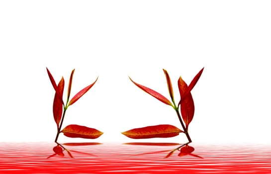 red leaves in autumn