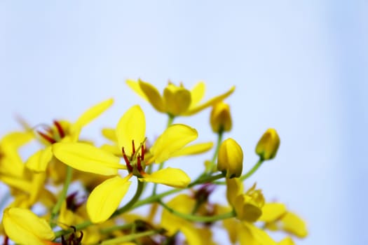 Yellow flowers background