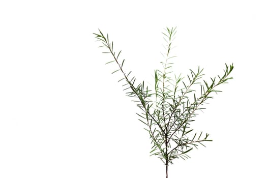 fresh green leaf isolated on white background
