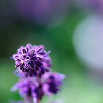 Whisker-flowered sage