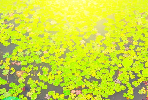 Beautiful water lily