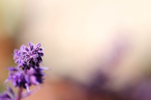 Whisker-flowered sage