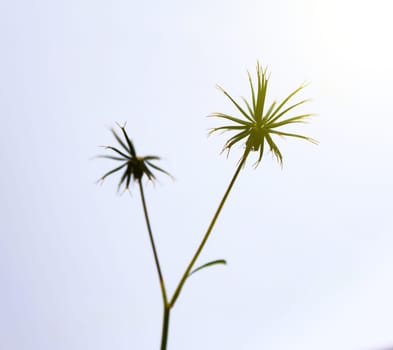 dandelion close up