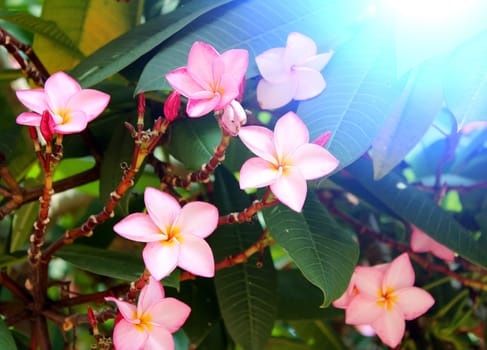 beautiful pink flowers in the garden