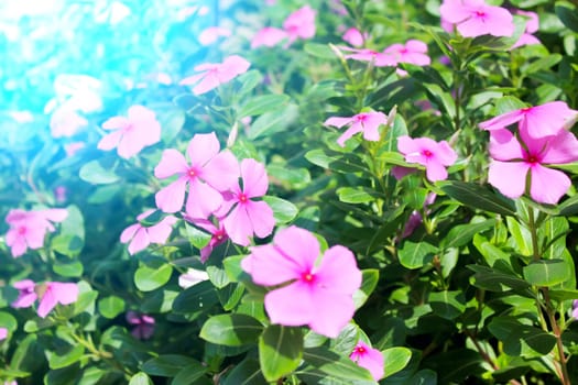 beautiful pink flowers in the garden