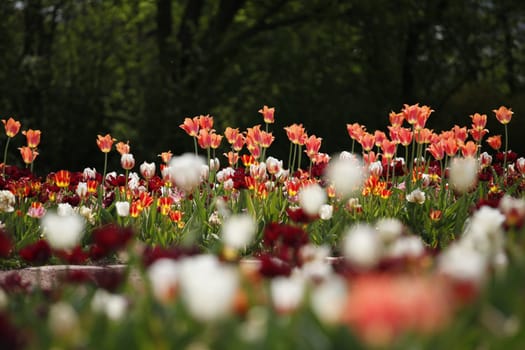Tulips