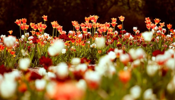 Tulips