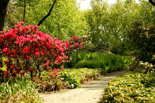 Pink flowers in the park