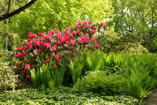 Pink flowers in the park