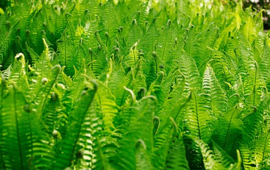 Ferns in shadow play
