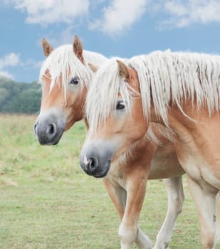 two Icelandic ponies