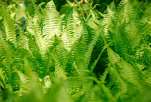 Ferns in shadow play