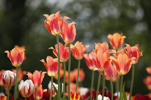 Many tulips against a blurred background