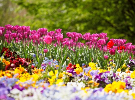 Colorful bed with tulips