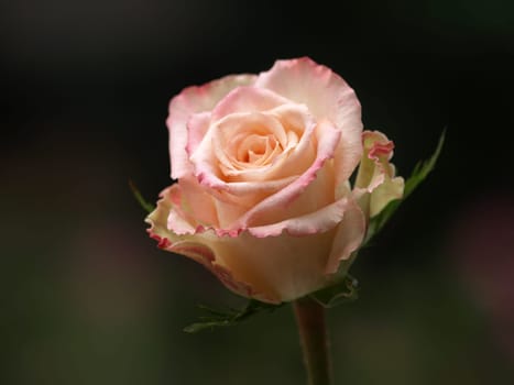 rose without hip without rosehip