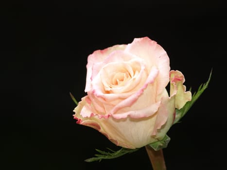 rose without hip without rosehip