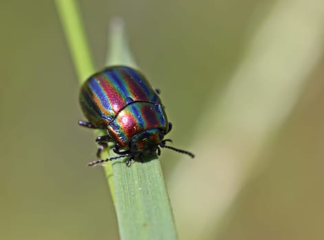 Rainbow leaf beetle (Chrysolina cerealis)