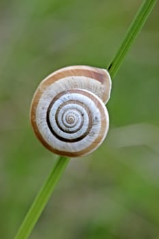 Western heath snail on the Dörnberg