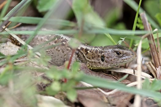 Female sand lizard (Lacerta agilis)