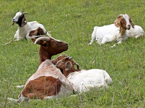 Boer goat with twins