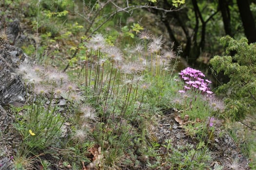 Peony cloves and kitchen bells in the Kellerwald National Park