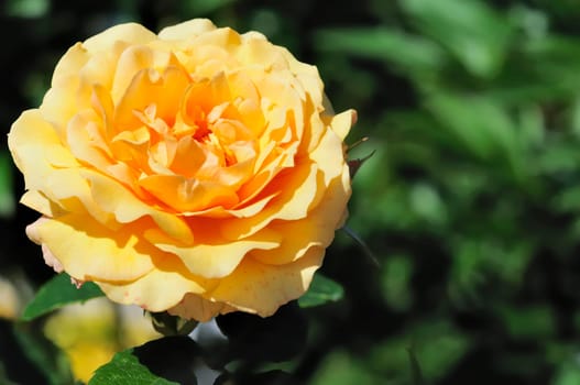roses