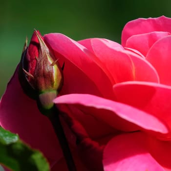 roses