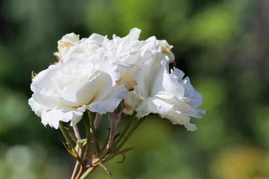 roses