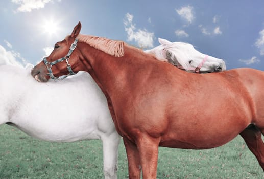 Two horses clean each other