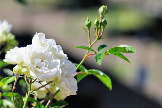 roses