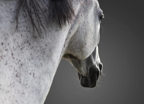 white horse portrait