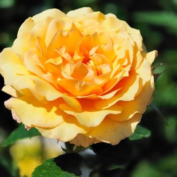 roses