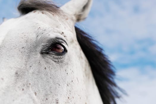 white horse's head