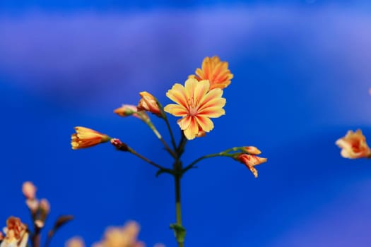 Blueten orange