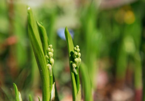 Lily of the valley before flowering