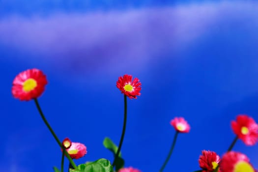 Pink bloomed against a blue sky