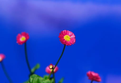 Pink bloomed