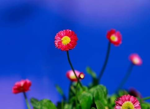 Pink bloomed with blurred background