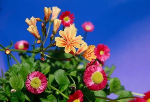 Flowers against a blue sky
