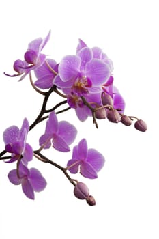 purple orchid