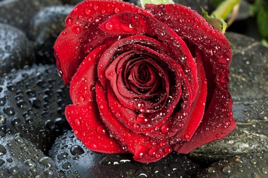 Red Rose on Black Stones