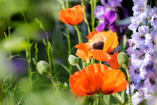 Poppy seeds with capsules and larkspur