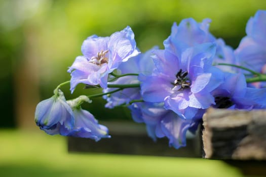 Delphinium - Larkspur on old wood