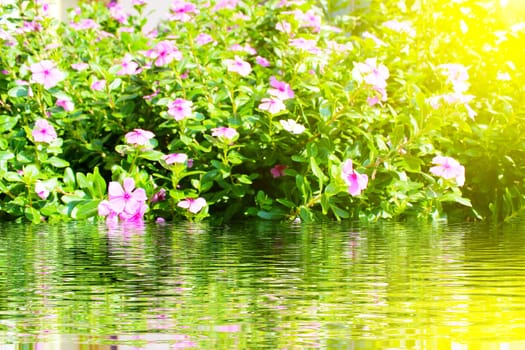 beautiful pink flowers in the garden